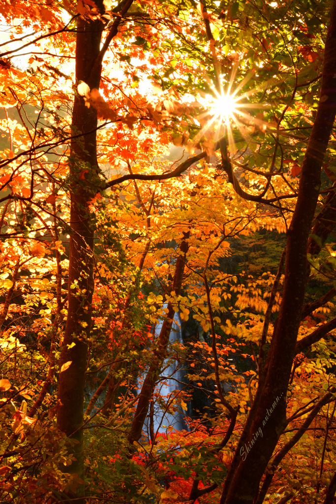Shining autumn...