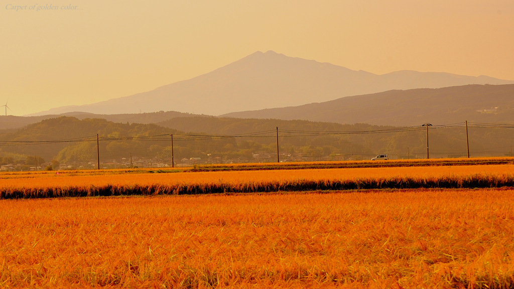 Carpet of golden color...