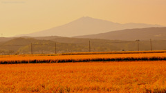 Carpet of golden color...