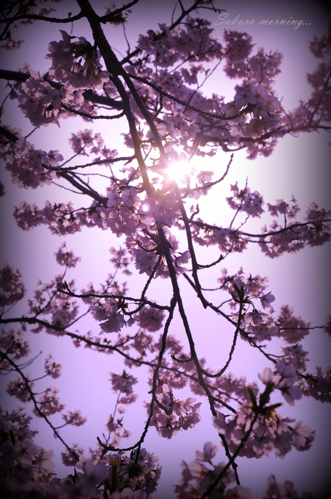 Sakura morning...
