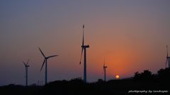 Among windmills