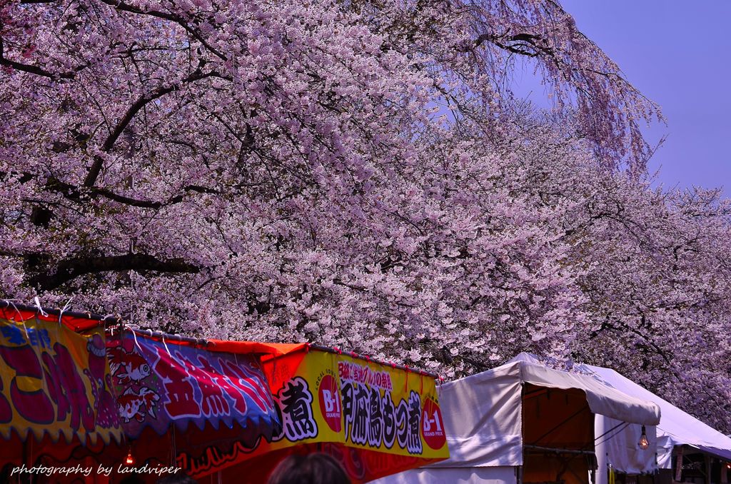 Cherry tree Festival