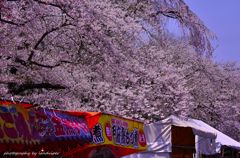Cherry tree Festival