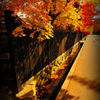 Autumn shine...