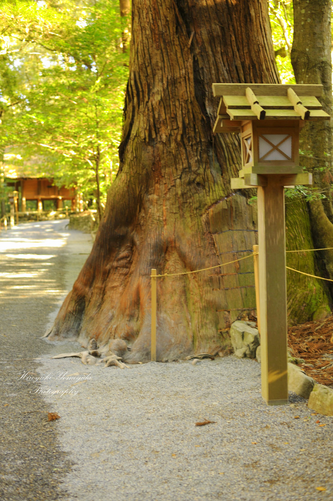 Sacred tree