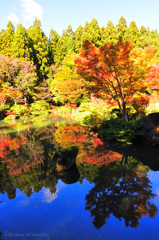 reflection of autumn...