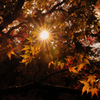 Autumn shine...