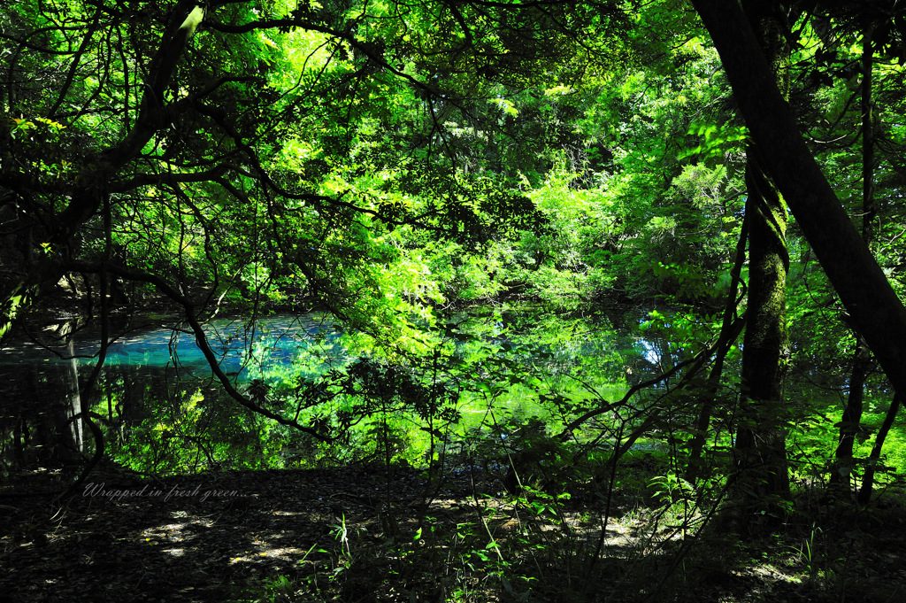 Wrapped in fresh green...