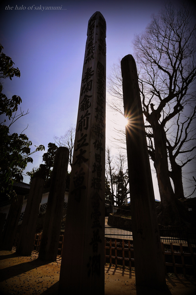 the halo of sakyamuni...