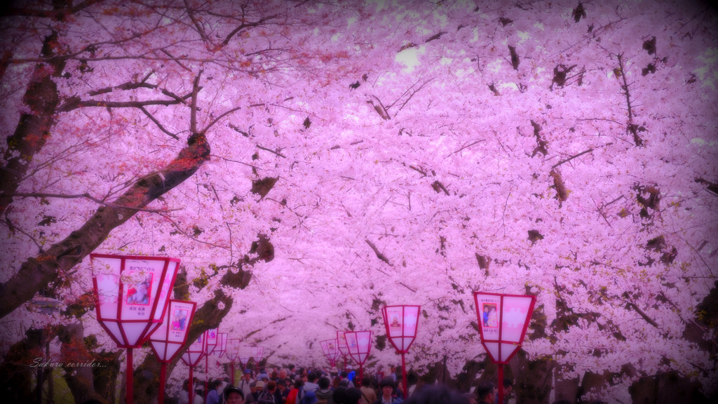 Sakura corridor...
