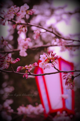 Sakura begin blooming...