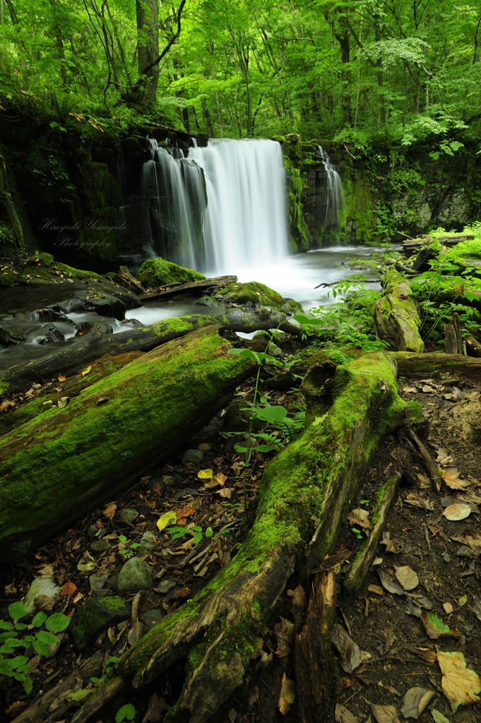 Forest bath...