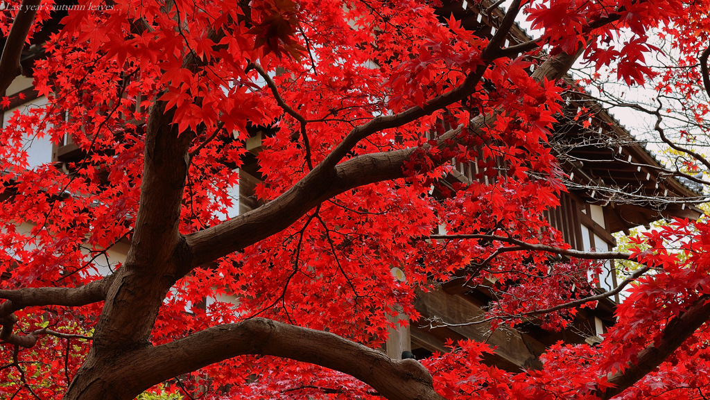 Last year's autumn leaves...