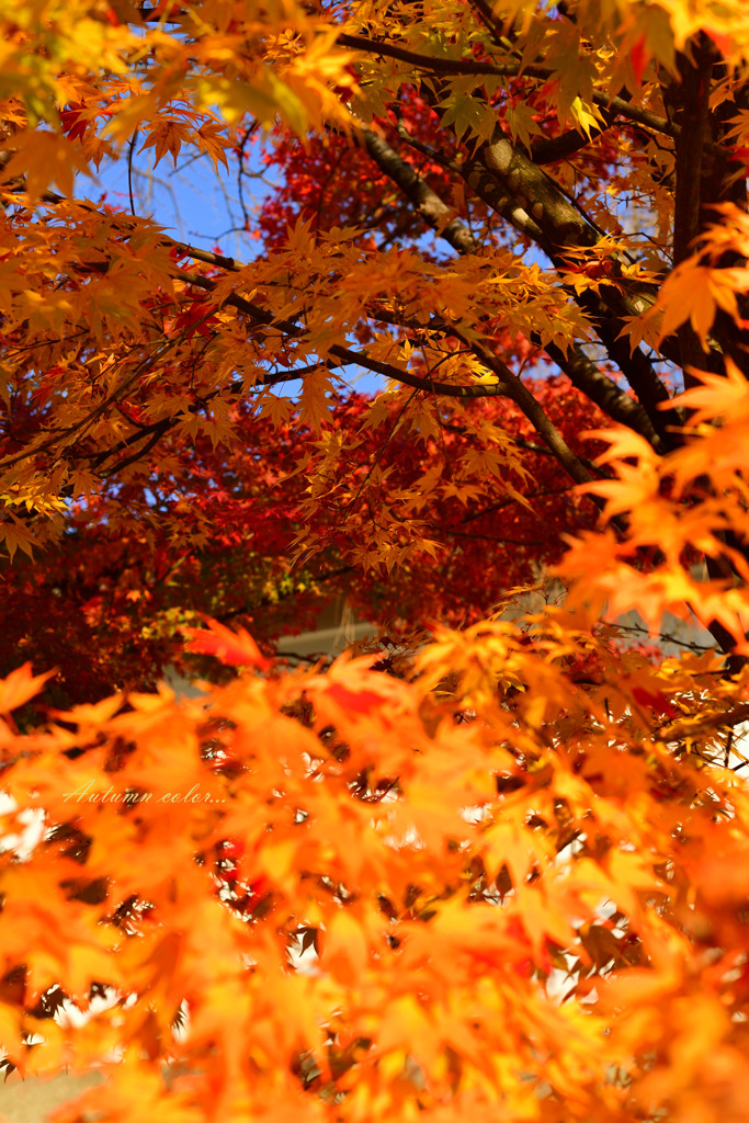 Autumn color...