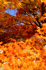 Autumn color...