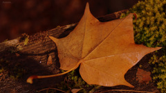 Autumn...