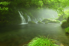 Green morning...