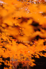 Autumn shine...