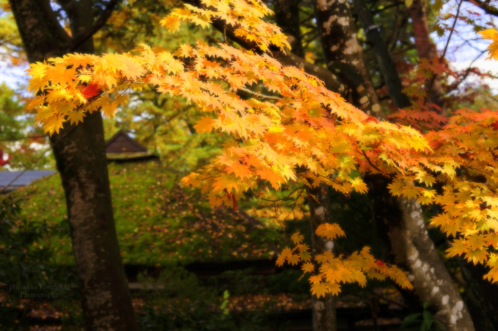 Autumn of samurai residence...