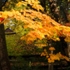 Autumn of samurai residence...