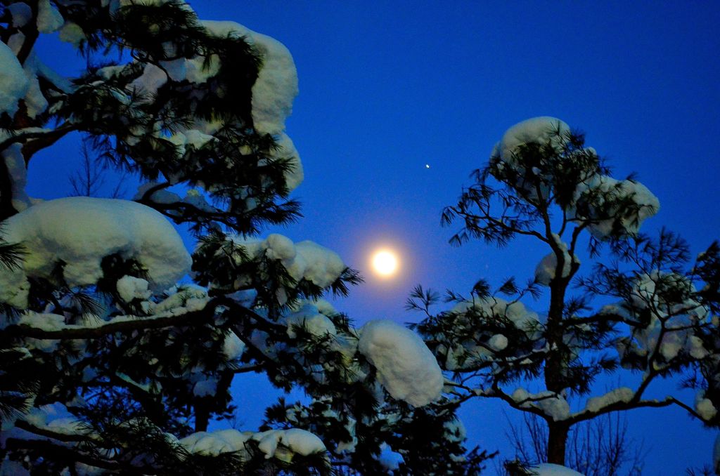 The pine of a moonlight night 