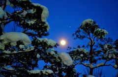 The pine of a moonlight night 