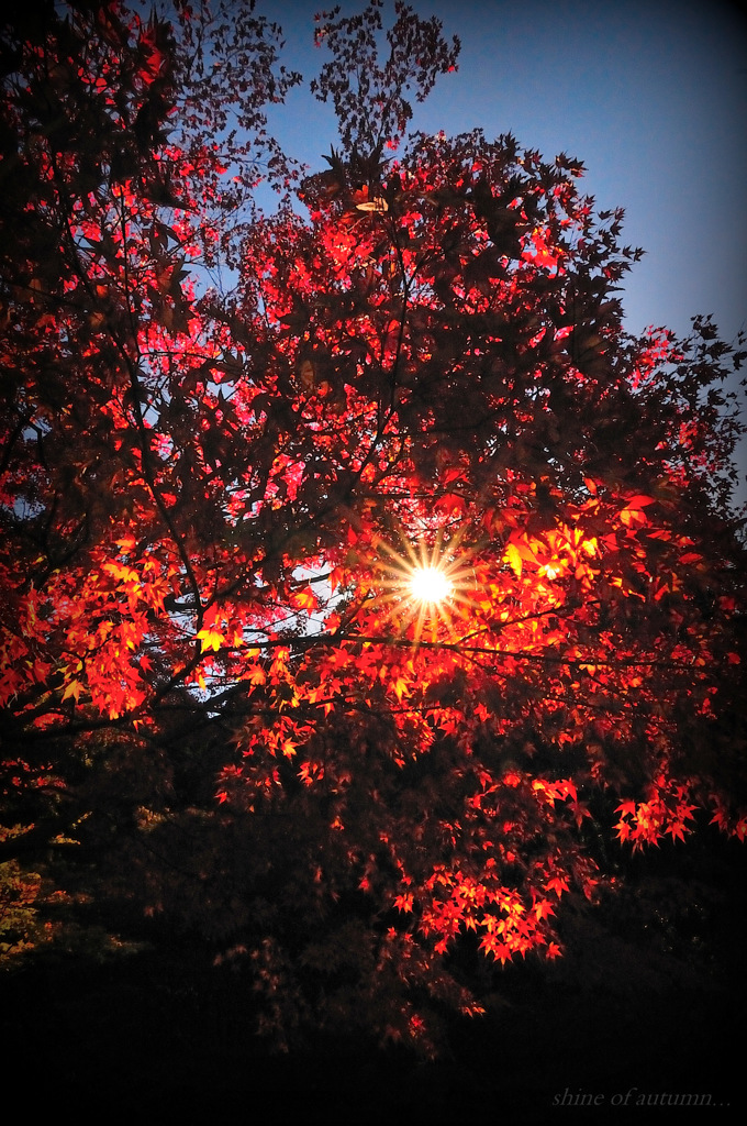 shine of autumn...