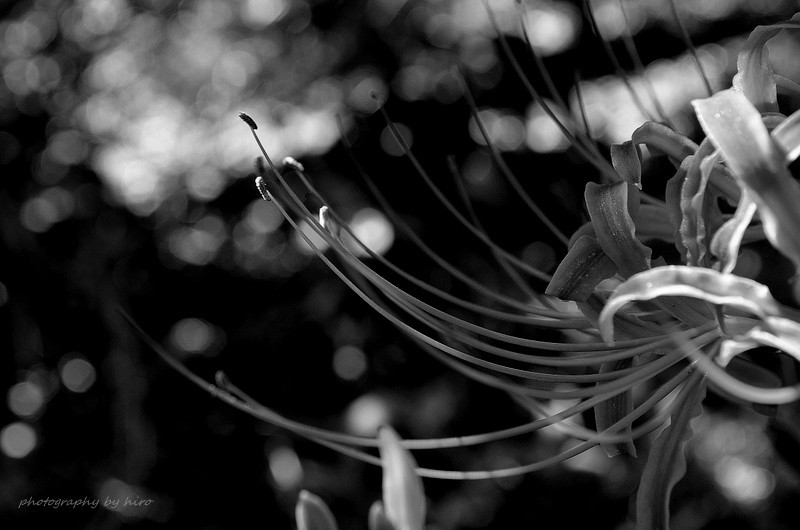 red spider lily...monochrome