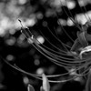 red spider lily...monochrome