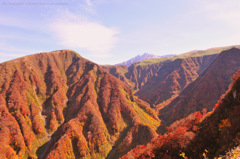 beautiful colored leaves late in autumn