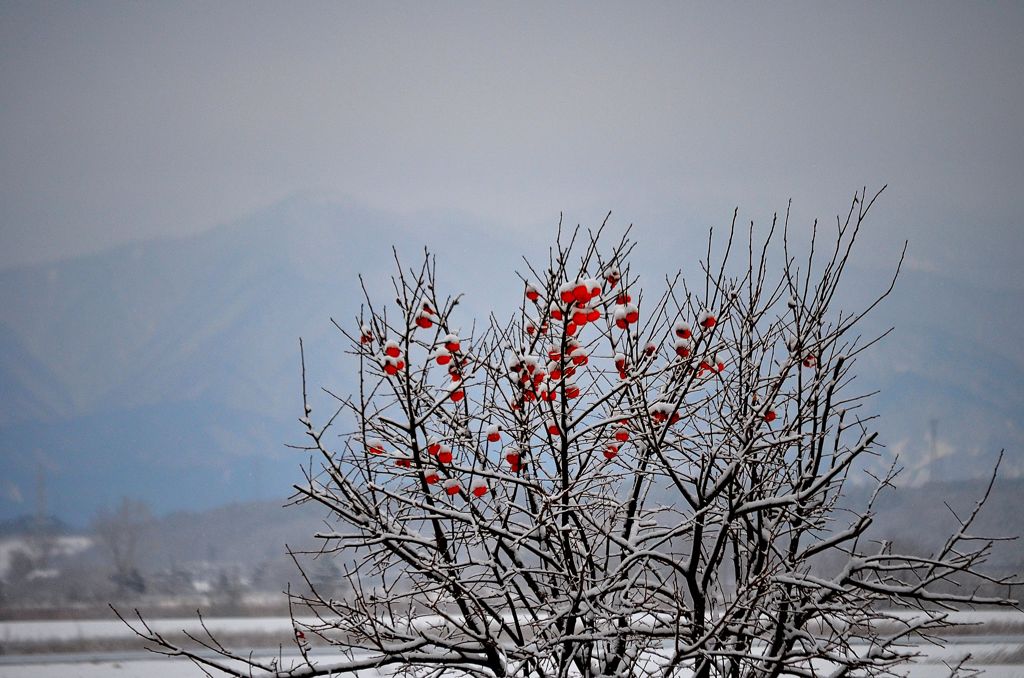 The forgotten persimmon 