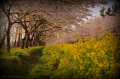 cherry and rape blossoms...