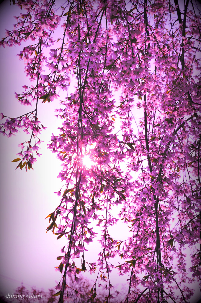 shining sakura...