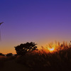 dusk of autumn...