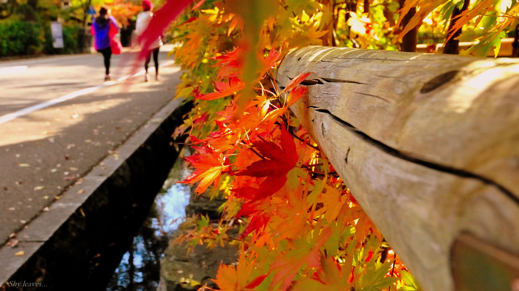 Shy leaves...