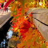 Shy leaves...