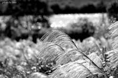 Autumn monochrome...