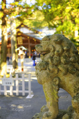 Shrine guardian dog statues...