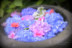 Hydrangea jewelry box...