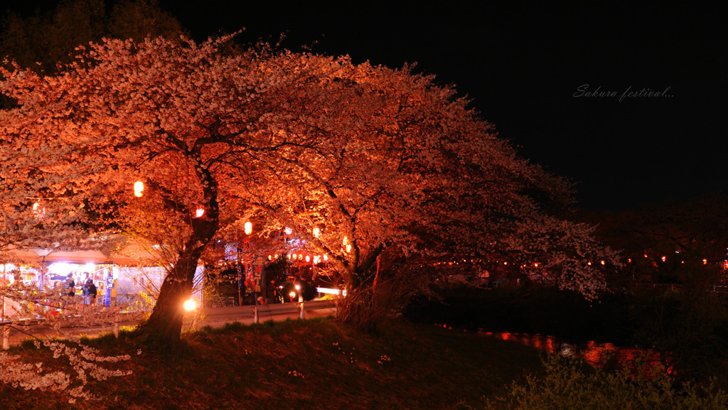 Sakura festival...
