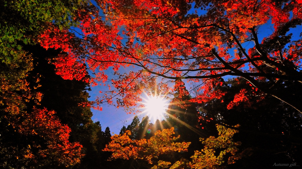Autumn gift...