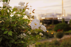 White roses...