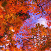 Brilliant autumn...