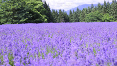 Lavender field...