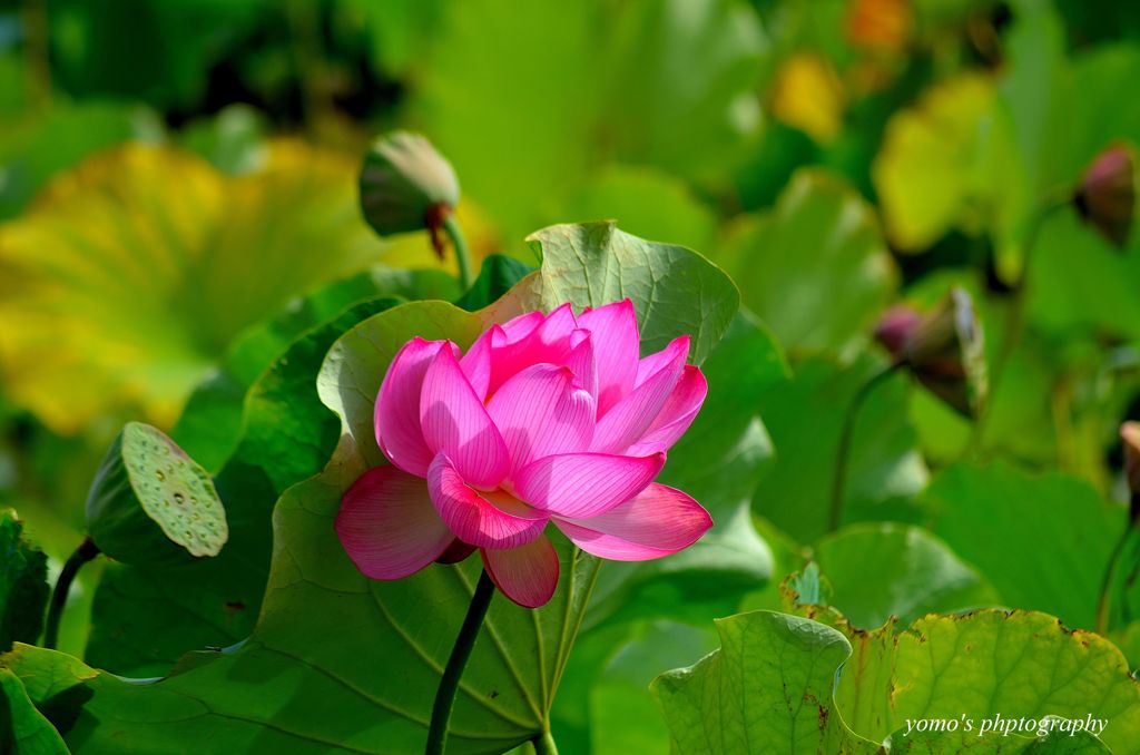 蓮の花