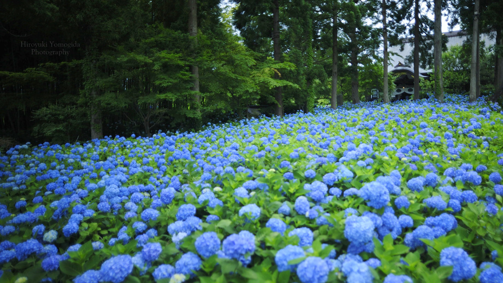 Hydrangea Temple...