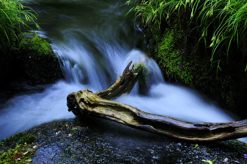 Nature stream...