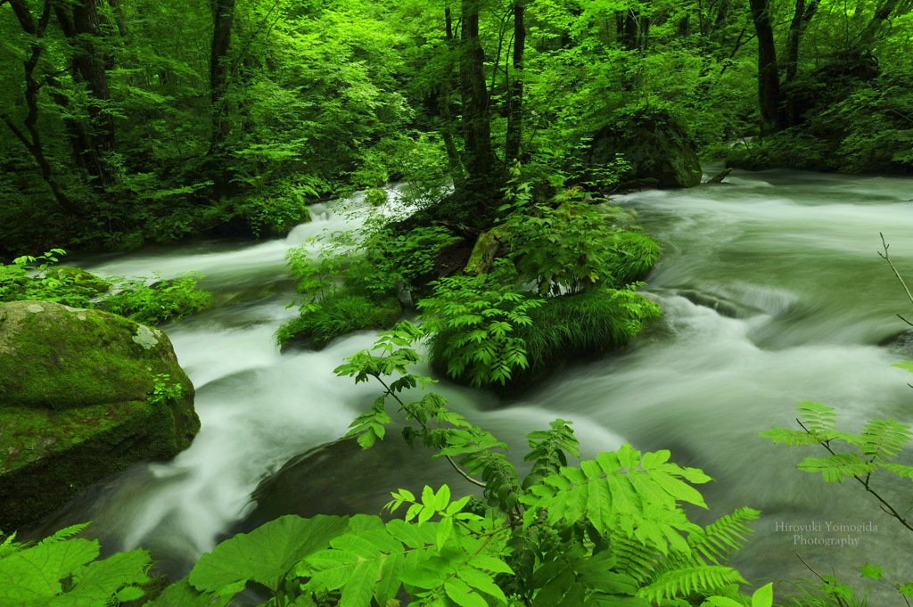 Moss treasure trove...