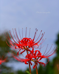 Cluster amaryllis...