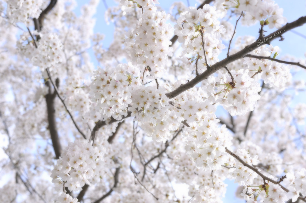 Sakura love...